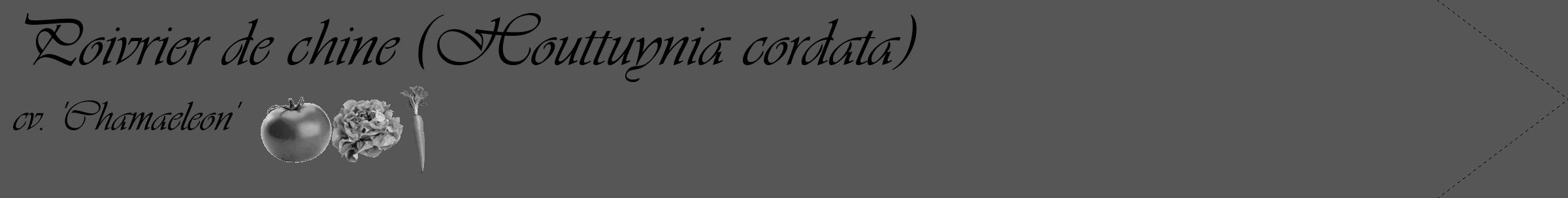 Étiquette de : Houttuynia cordata cv. 'Chamaeleon' - format c - style noire45_simple_simpleviv avec comestibilité simplifiée