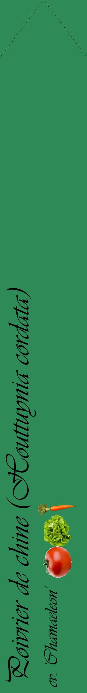 Étiquette de : Houttuynia cordata cv. 'Chamaeleon' - format c - style noire11_simpleviv avec comestibilité simplifiée