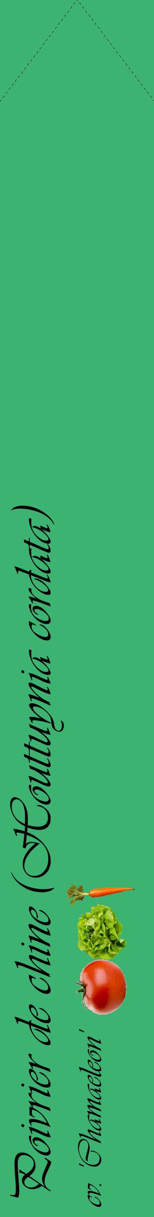 Étiquette de : Houttuynia cordata cv. 'Chamaeleon' - format c - style noire12_simpleviv avec comestibilité simplifiée