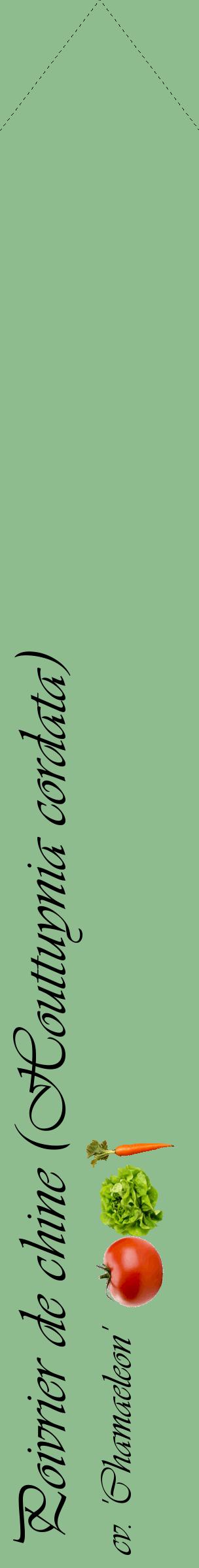 Étiquette de : Houttuynia cordata cv. 'Chamaeleon' - format c - style noire13_simpleviv avec comestibilité simplifiée