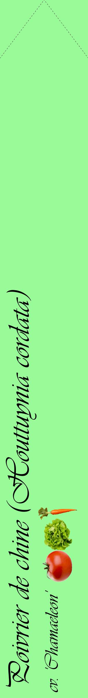 Étiquette de : Houttuynia cordata cv. 'Chamaeleon' - format c - style noire14_simpleviv avec comestibilité simplifiée