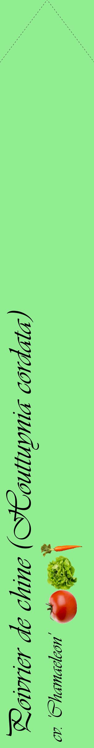 Étiquette de : Houttuynia cordata cv. 'Chamaeleon' - format c - style noire15_simpleviv avec comestibilité simplifiée
