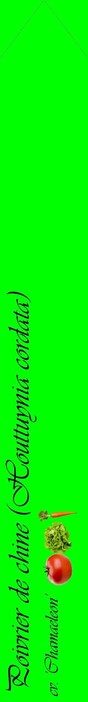 Étiquette de : Houttuynia cordata cv. 'Chamaeleon' - format c - style noire16_simpleviv avec comestibilité simplifiée