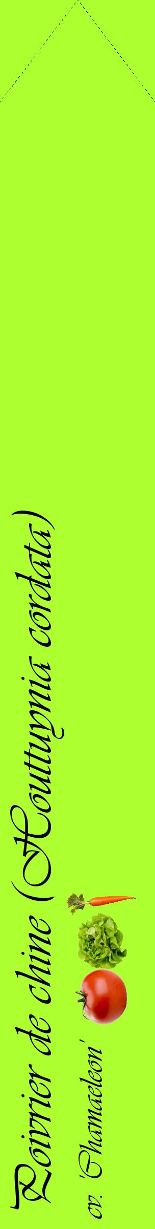 Étiquette de : Houttuynia cordata cv. 'Chamaeleon' - format c - style noire17_simpleviv avec comestibilité simplifiée