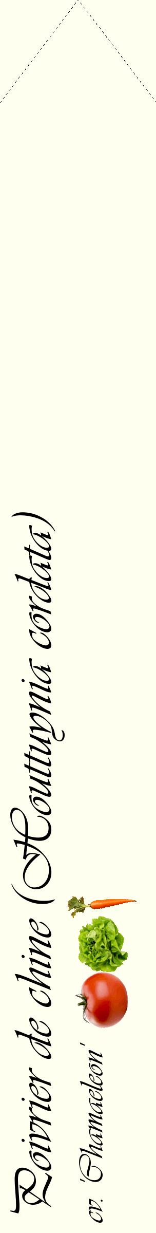 Étiquette de : Houttuynia cordata cv. 'Chamaeleon' - format c - style noire19_simpleviv avec comestibilité simplifiée