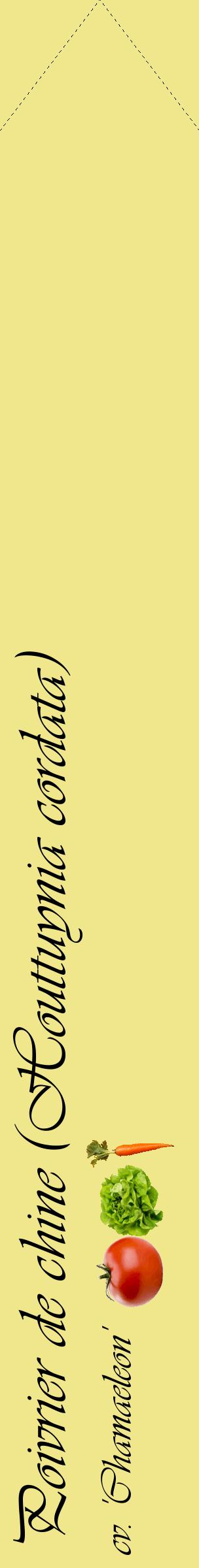 Étiquette de : Houttuynia cordata cv. 'Chamaeleon' - format c - style noire20_simpleviv avec comestibilité simplifiée