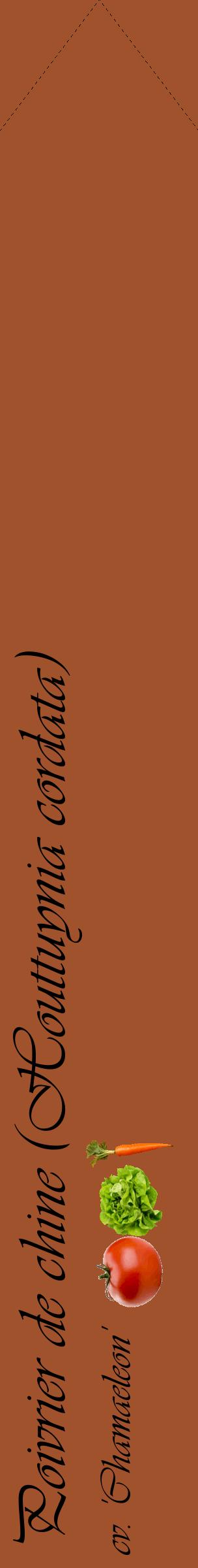 Étiquette de : Houttuynia cordata cv. 'Chamaeleon' - format c - style noire32_simpleviv avec comestibilité simplifiée
