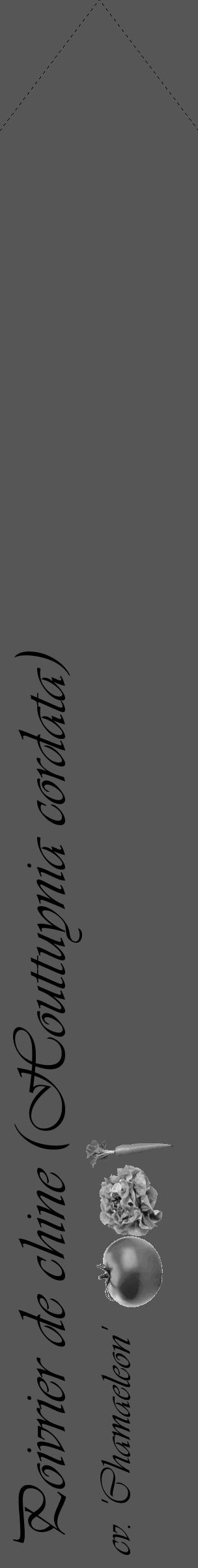 Étiquette de : Houttuynia cordata cv. 'Chamaeleon' - format c - style noire45_simple_simpleviv avec comestibilité simplifiée - position verticale