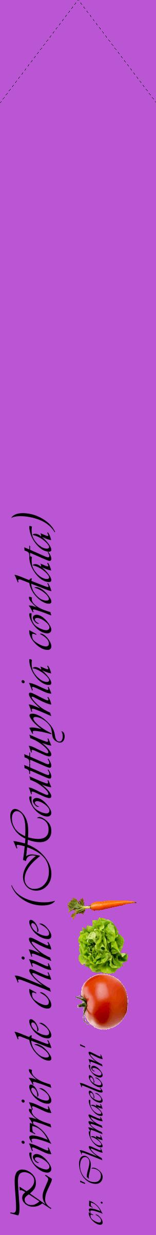 Étiquette de : Houttuynia cordata cv. 'Chamaeleon' - format c - style noire50_simpleviv avec comestibilité simplifiée