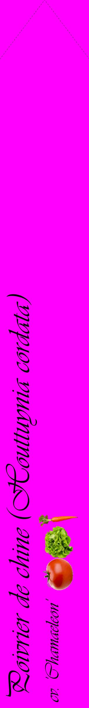 Étiquette de : Houttuynia cordata cv. 'Chamaeleon' - format c - style noire51_simpleviv avec comestibilité simplifiée