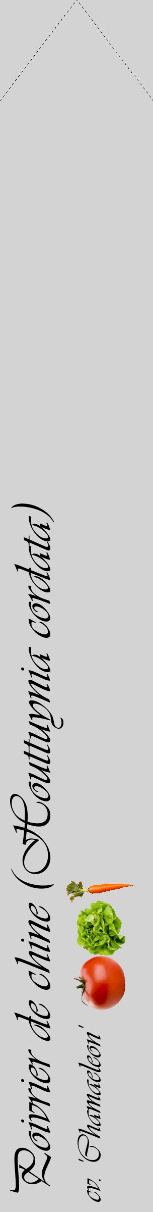 Étiquette de : Houttuynia cordata cv. 'Chamaeleon' - format c - style noire56_simpleviv avec comestibilité simplifiée