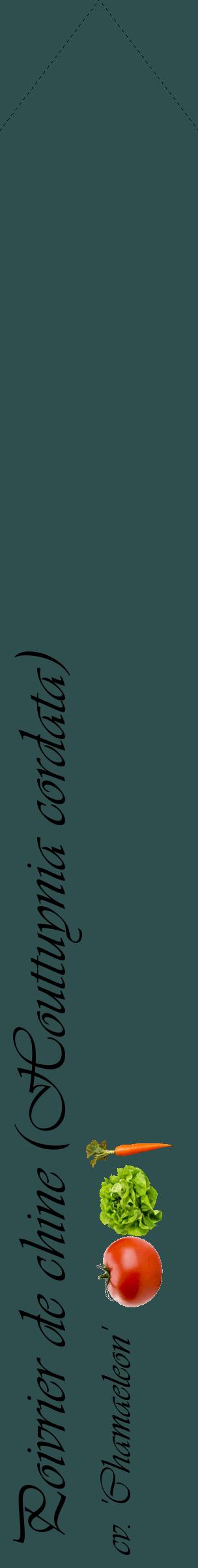 Étiquette de : Houttuynia cordata cv. 'Chamaeleon' - format c - style noire58_simpleviv avec comestibilité simplifiée