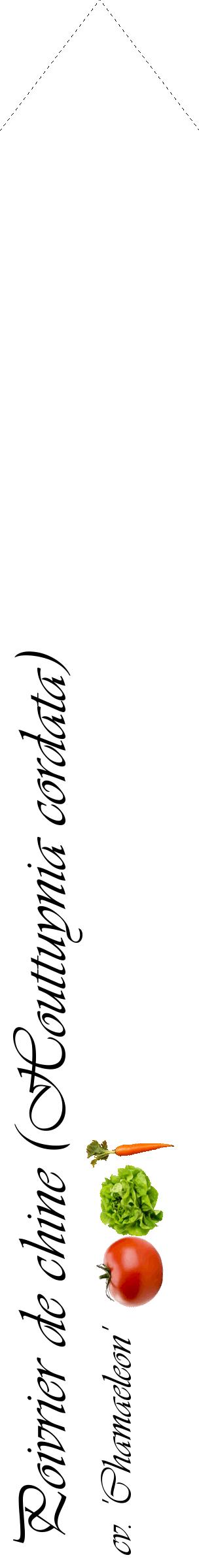 Étiquette de : Houttuynia cordata cv. 'Chamaeleon' - format c - style noire60_simpleviv avec comestibilité simplifiée