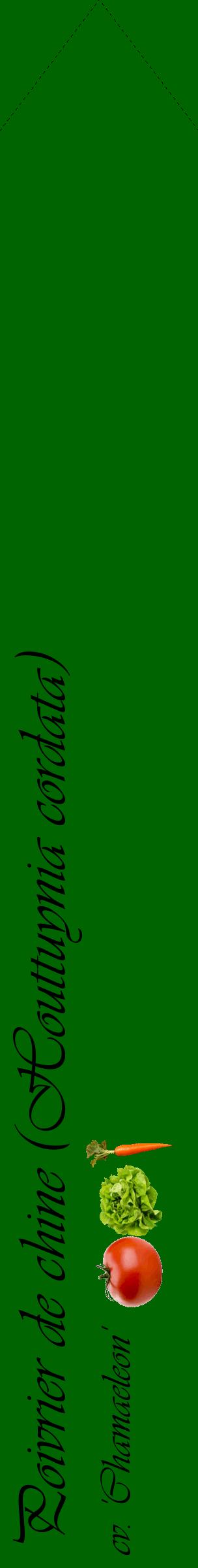 Étiquette de : Houttuynia cordata cv. 'Chamaeleon' - format c - style noire8_simpleviv avec comestibilité simplifiée