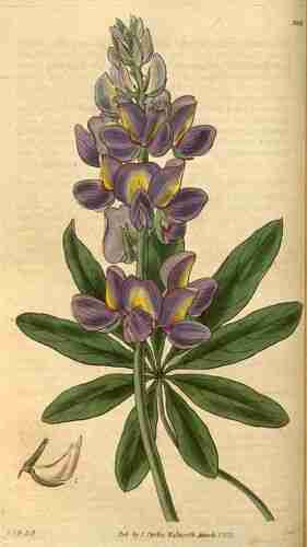 Illustration Lupinus mutabilis, Curtiss Botanical Magazine (vol. 58 [ser. 2, vol. 5]: t. 3056, 1831) [W.J.H.], via plantillustrations.org 