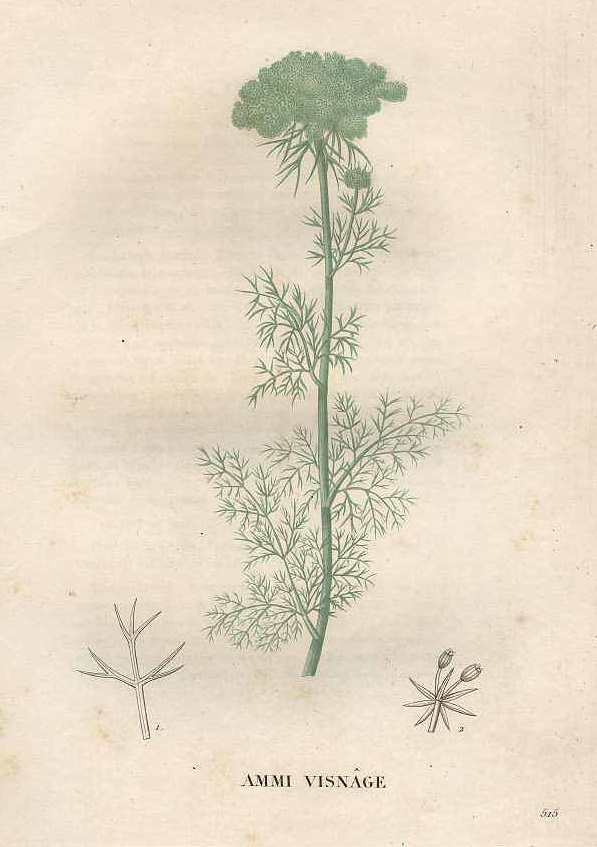 Illustration Ammi visnaga, Par Jaume Saint-Hilaire, J.H., flore et la pomone franaises (1828-1833) Fl. Pom. Fran. vol. 6 (1833), via plantillustrations 
