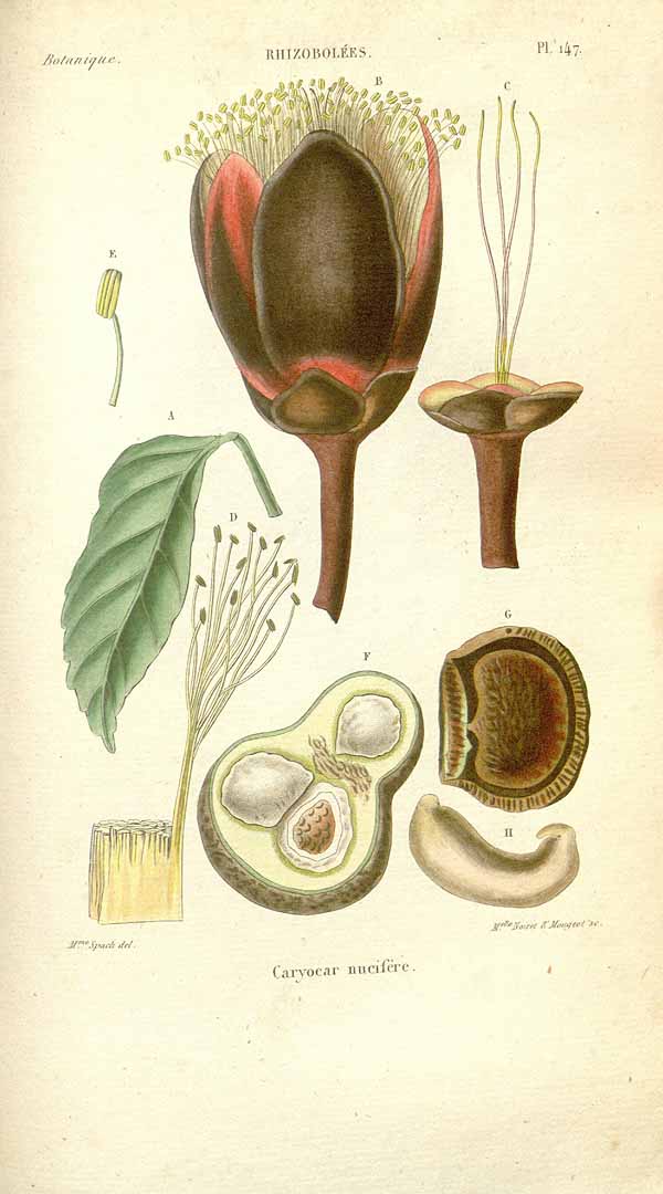 Illustration Caryocar nuciferum, Par Spach, E., Histoire naturelle des vgtaux, Atlas (coloured version) (1834-1847) Hist. Nat. Vg. [coloured version], via plantillustrations 
