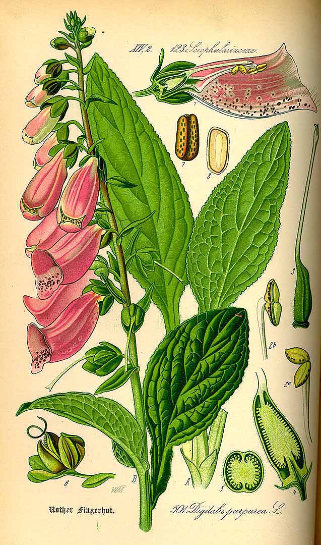 Illustration Digitalis purpurea, Par Thom, O.W., Flora von Deutschland sterreich und der Schweiz (1886-1889) Fl. Deutschl. vol. 4 (1885), via plantillustrations 