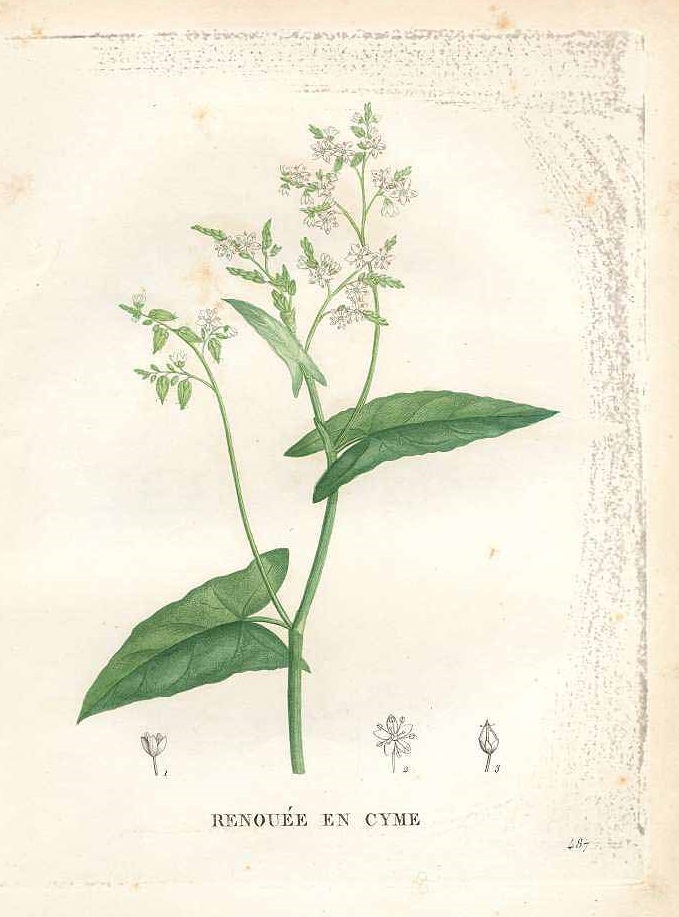 Illustration Fagopyrum acutatum, Par Jaume Saint-Hilaire, J.H., flore et la pomone franaises (1828-1833) Fl. Pom. Fran. vol. 5 (1832) t. 487, via plantillustrations 