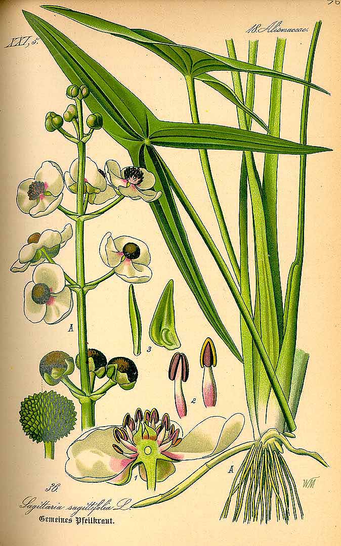 Illustration Sagittaria sagittifolia, Par Thomé, O.W., Flora von Deutschland Österreich und der Schweiz (1886-1889) Fl. Deutschl. vol. 1 (1885) t. 36, via plantillustrations 