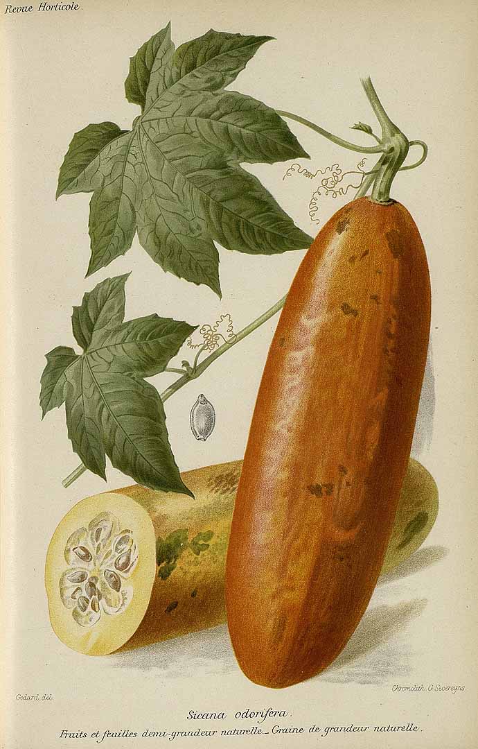 Illustration Sicana odorifera, Par Revue horticole, sr. 4 (1852-1974) Rev. Hort. (Paris), ser. 4 vol. 62 (1890) [62e ANNE - 1890] , via plantillustrations 