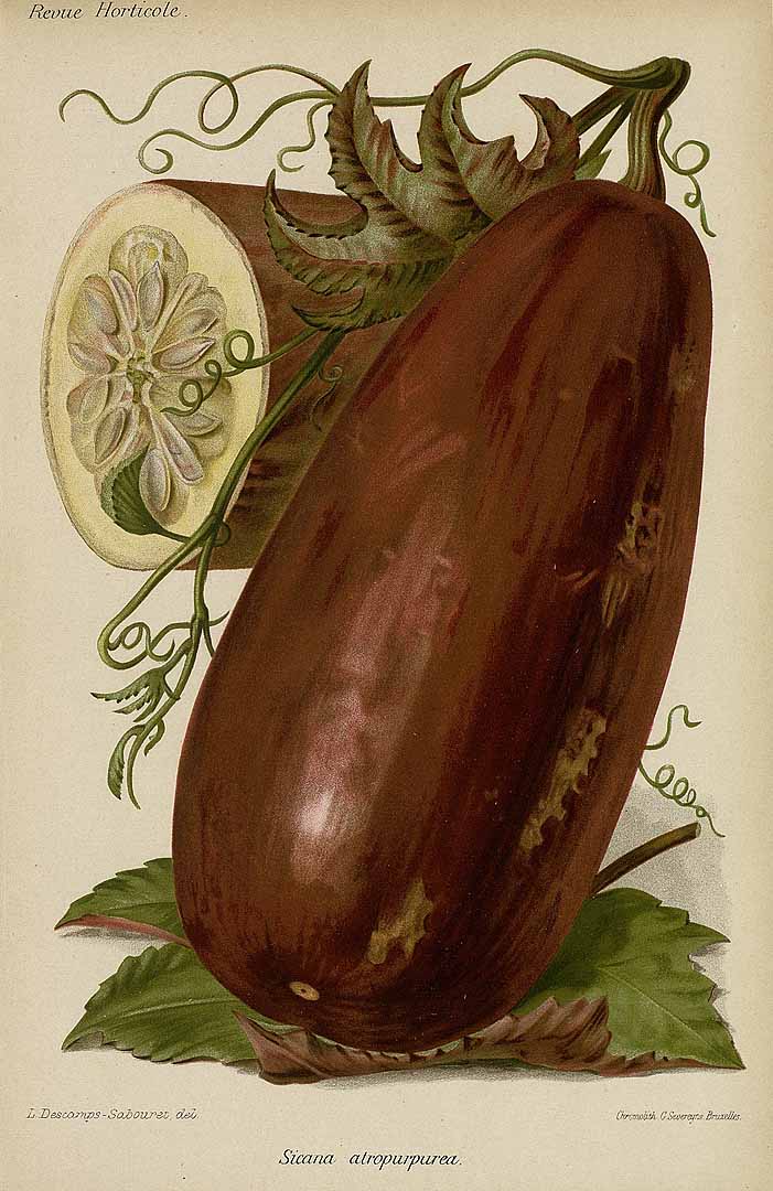 Illustration Sicana odorifera, Par Revue horticole, sr. 4 (1852-1974) Rev. Hort. (Paris), ser. 4 vol. 66 (1894) [66e ANNE - 1894] , via plantillustrations 