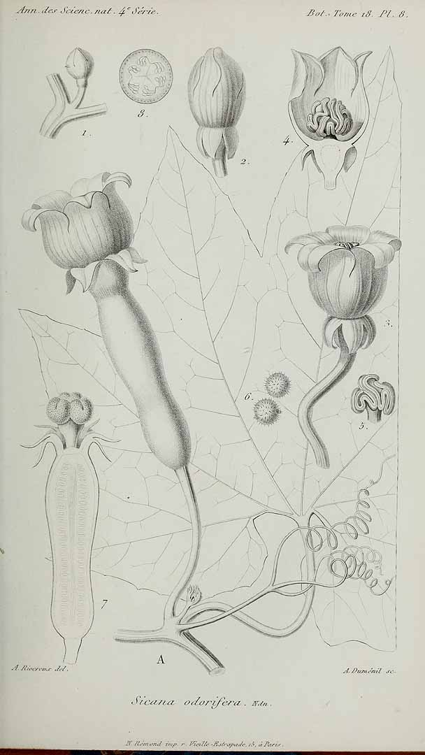 Illustration Sicana odorifera, Par Annales des sciences naturelles, Botanique. Seri 4 (1854-1863) Ann. Sci. Nat., Bot., sr. 4 vol. 18 (1862) t. 8, via plantillustrations 