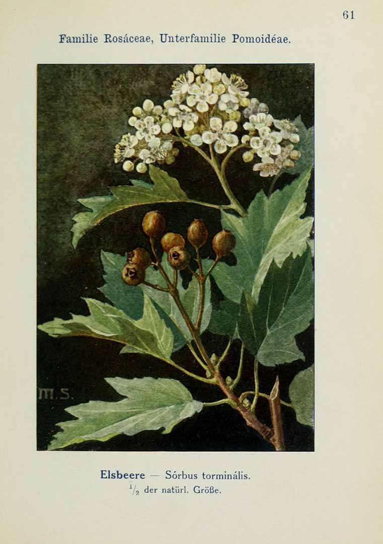 Illustration Sorbus torminalis, Par Klein, L., Unsere Waldbume, Strucher und Zwergholzgewchse (1910)  t. 61, via plantillustrations 