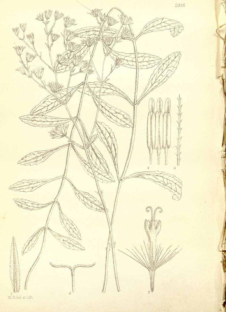 Illustration Stevia rebaudiana, Par Hooker, W.J., Hooker, J.D., Icones Plantarum [Hooker?s Icones plantarum] (1837-1922) Icon. Pl. vol. 29 (1909) [tt. 2801-2900] t. 2816, via plantillustrations 