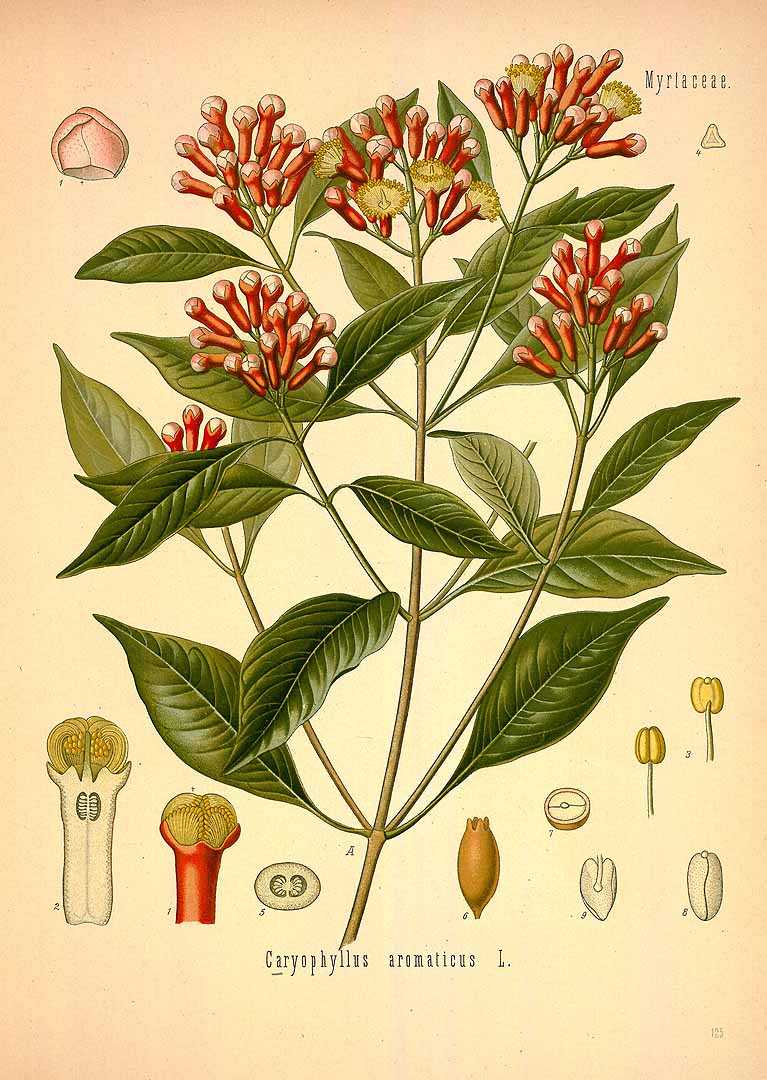 Illustration Syzygium aromaticum, Par Ko&#776;hler, F.E., Ko&#776;hler?s Medizinal Pflanzen (1883-1914) Med.-Pfl. vol. 2 (1890) t. 125, via plantillustrations 