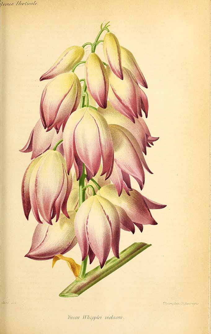 Illustration Yucca whipplei, Par Revue horticole, sr. 4 (1852-1974) Rev. Hort. (Paris), ser. 4 vol. 56 (1884) [56e ANNE - 1884] , via plantillustrations 