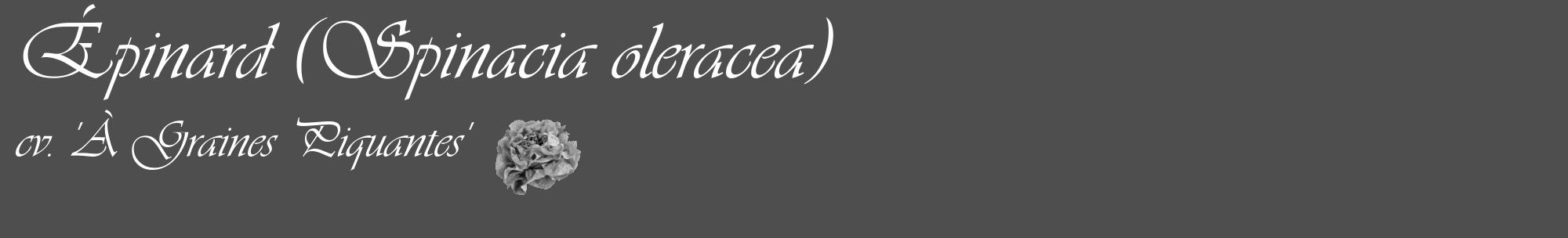 Étiquette de : Spinacia oleracea cv. 'À Graines Piquantes' - format c - style blanche33_basique_basiqueviv avec comestibilité simplifiée
