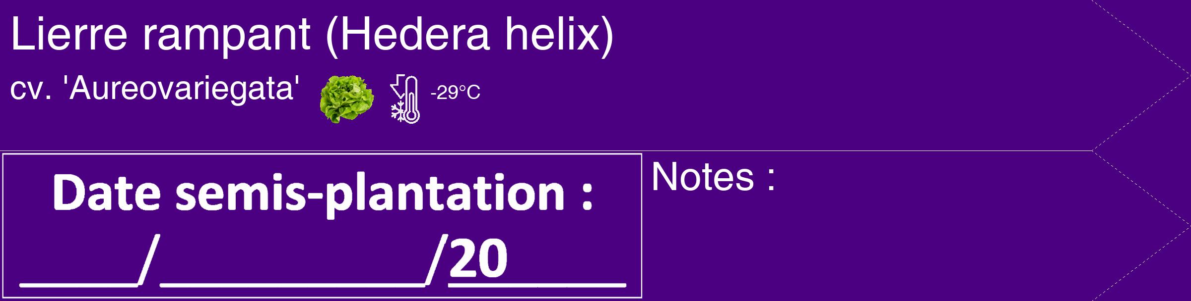 Étiquette de : Hedera helix cv. 'Aureovariegata' - format c - style blanche47_simple_simplehel avec comestibilité simplifiée