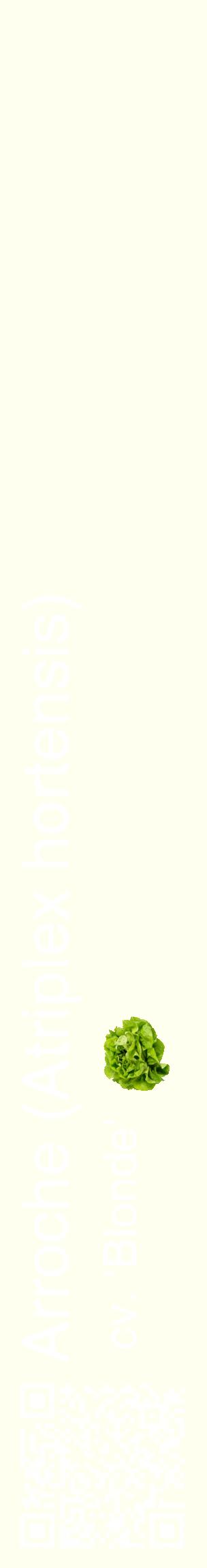 Étiquette de : Atriplex hortensis cv. 'Blonde' - format c - style blanche19_basiquehel avec qrcode et comestibilité simplifiée
