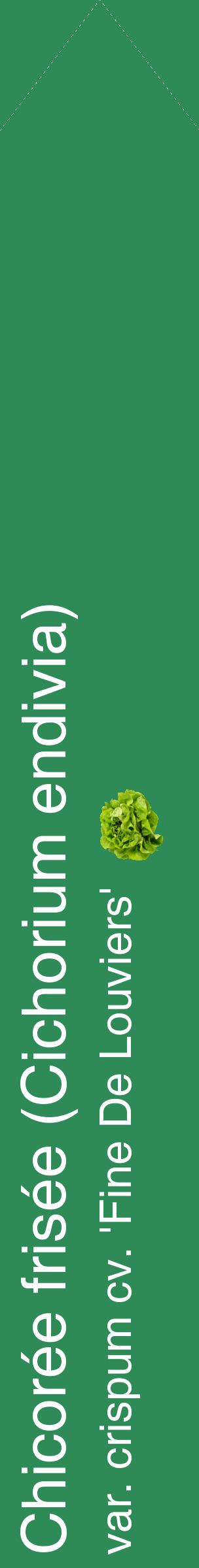 Étiquette de : Cichorium endivia var. crispum cv. 'Fine De Louviers' - format c - style blanche11_simplehel avec comestibilité simplifiée