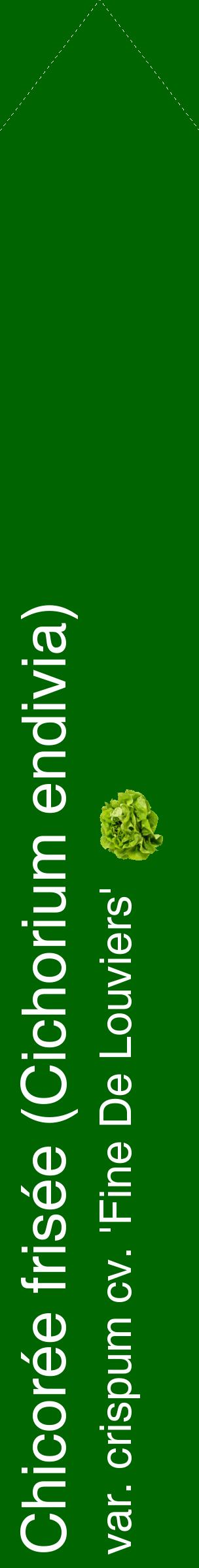 Étiquette de : Cichorium endivia var. crispum cv. 'Fine De Louviers' - format c - style blanche8_simplehel avec comestibilité simplifiée