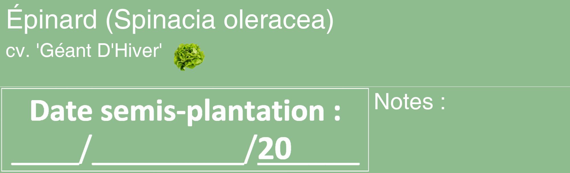 Étiquette de : Spinacia oleracea cv. 'Géant D'Hiver' - format c - style blanche13_basique_basiquehel avec comestibilité simplifiée