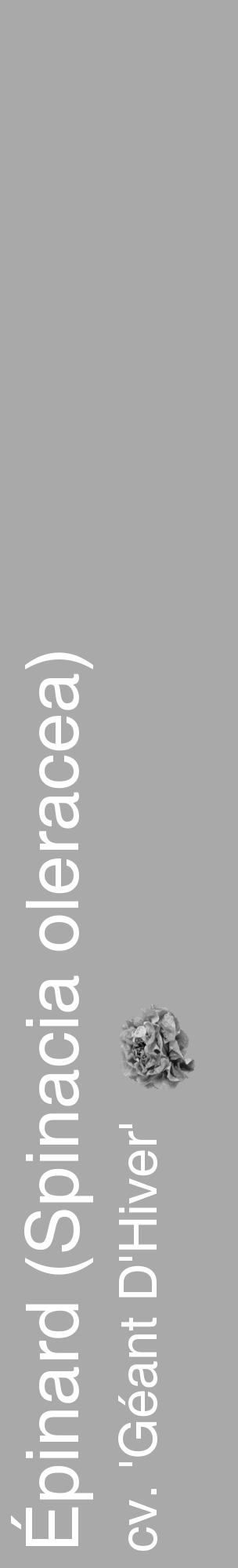 Étiquette de : Spinacia oleracea cv. 'Géant D'Hiver' - format c - style blanche13_basique_basiquehel avec comestibilité simplifiée - position verticale