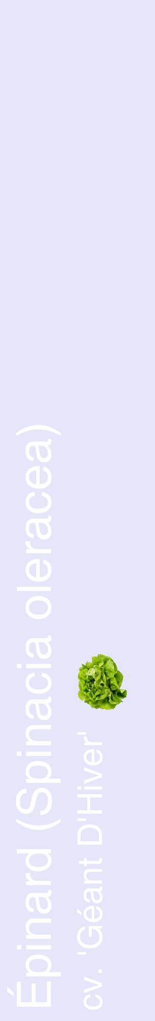 Étiquette de : Spinacia oleracea cv. 'Géant D'Hiver' - format c - style blanche55_basiquehel avec comestibilité simplifiée