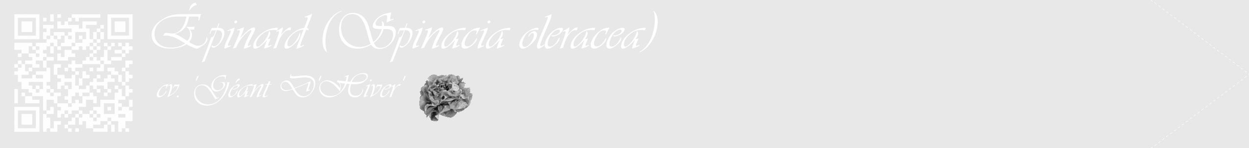 Étiquette de : Spinacia oleracea cv. 'Géant D'Hiver' - format c - style blanche55_simple_simpleviv avec qrcode et comestibilité simplifiée