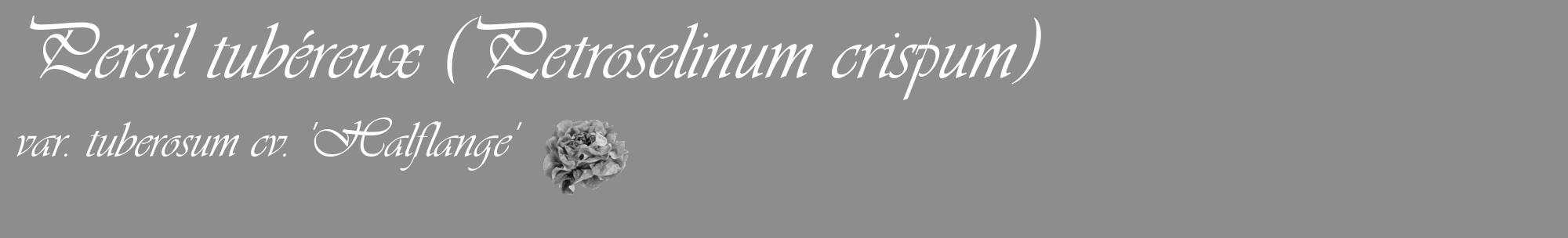 Étiquette de : Petroselinum crispum var. tuberosum cv. 'Halflange' - format c - style blanche2basique_basique_basiqueviv avec comestibilité simplifiée
