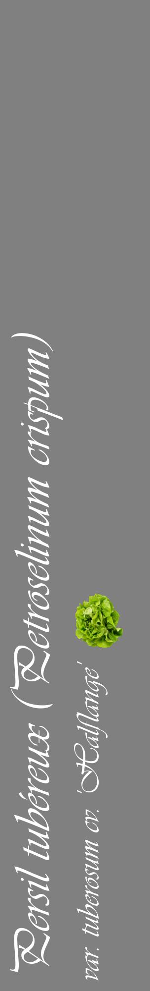 Étiquette de : Petroselinum crispum var. tuberosum cv. 'Halflange' - format c - style blanche57_basiqueviv avec comestibilité simplifiée