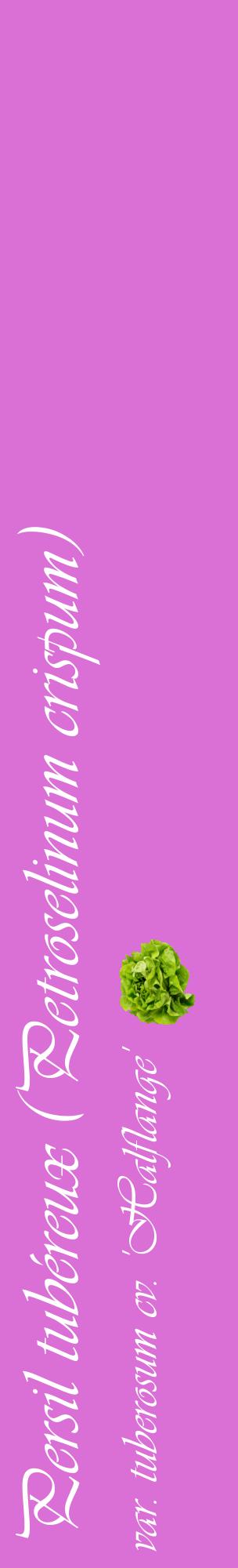 Étiquette de : Petroselinum crispum var. tuberosum cv. 'Halflange' - format c - style blanche52_basiqueviv avec comestibilité simplifiée
