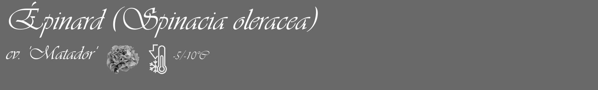 Étiquette de : Spinacia oleracea cv. 'Matador' - format c - style blanche11basique_basique_basiqueviv avec comestibilité simplifiée