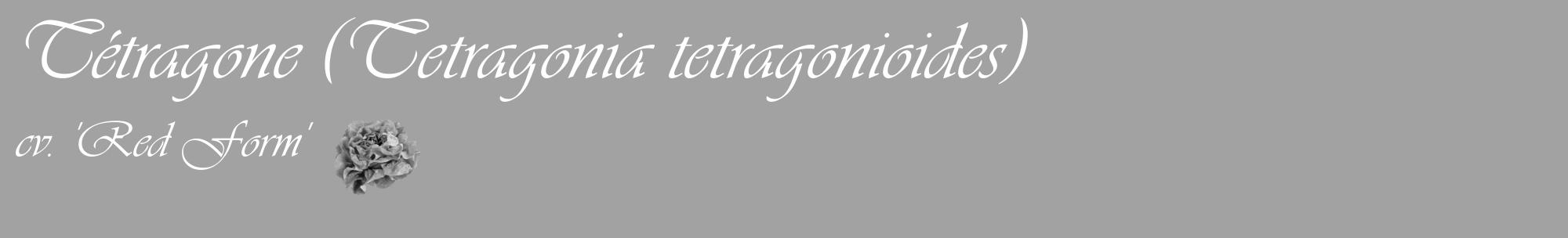 Étiquette de : Tetragonia tetragonioides cv. 'Red Form' - format c - style blanche38_basique_basiqueviv avec comestibilité simplifiée