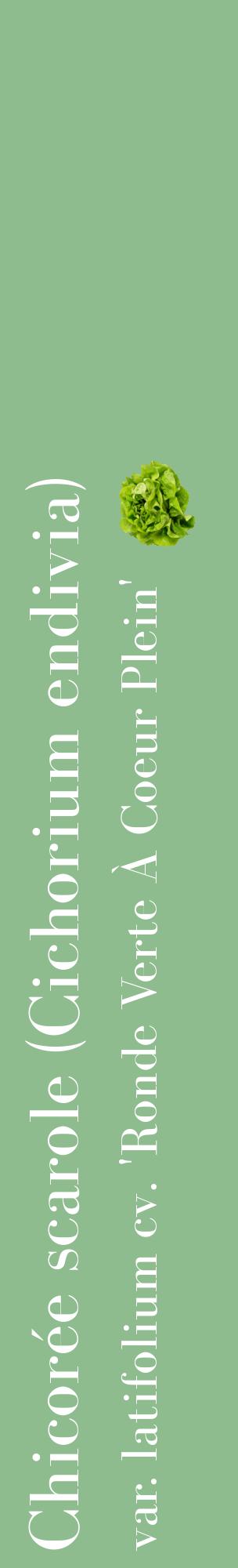 Étiquette de : Cichorium endivia var. latifolium cv. 'Ronde Verte À Coeur Plein' - format c - style blanche13_basiquebod avec comestibilité simplifiée