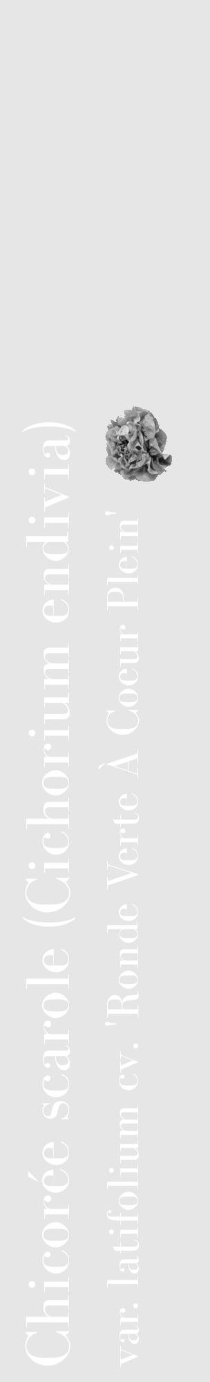 Étiquette de : Cichorium endivia var. latifolium cv. 'Ronde Verte À Coeur Plein' - format c - style blanche18_basique_basiquebod avec comestibilité simplifiée - position verticale