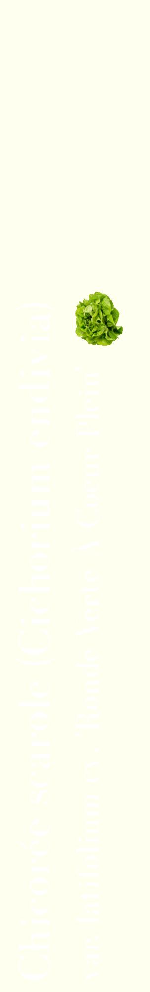Étiquette de : Cichorium endivia var. latifolium cv. 'Ronde Verte À Coeur Plein' - format c - style blanche19_basiquebod avec comestibilité simplifiée