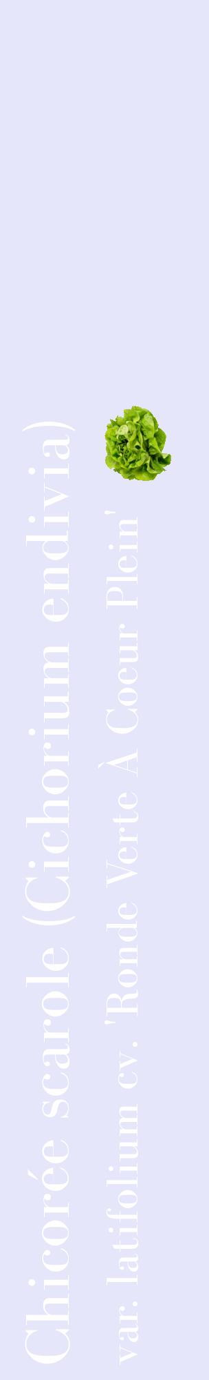 Étiquette de : Cichorium endivia var. latifolium cv. 'Ronde Verte À Coeur Plein' - format c - style blanche55_basiquebod avec comestibilité simplifiée