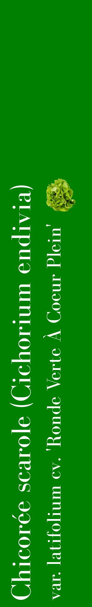 Étiquette de : Cichorium endivia var. latifolium cv. 'Ronde Verte À Coeur Plein' - format c - style blanche9_basiquebod avec comestibilité simplifiée
